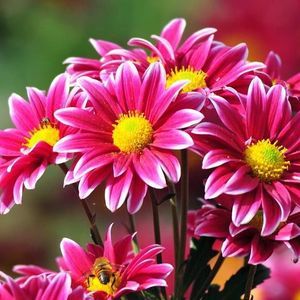 Meet your Posher, Karla